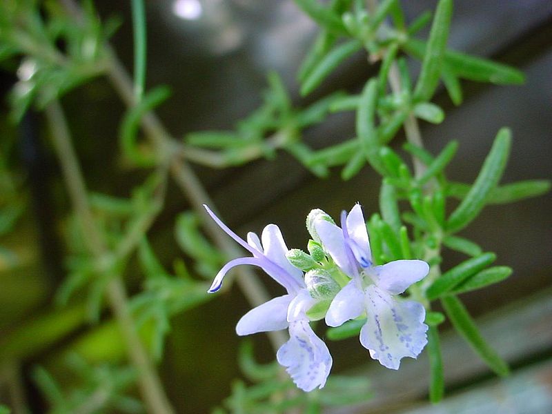Archivo:ChristianBauer flowering rosemary.jpg