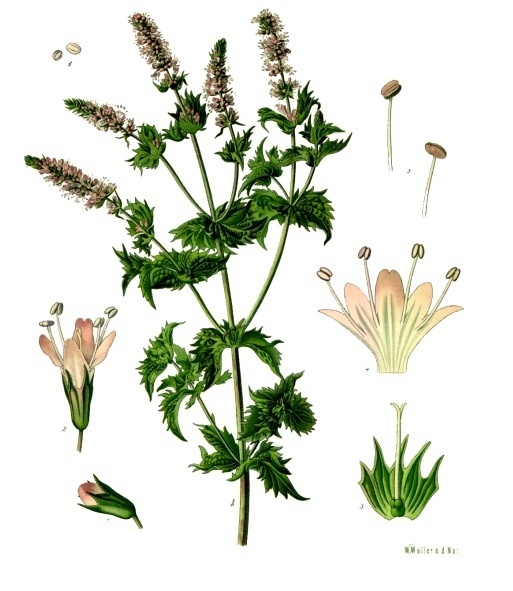 Archivo:Menta.jpg