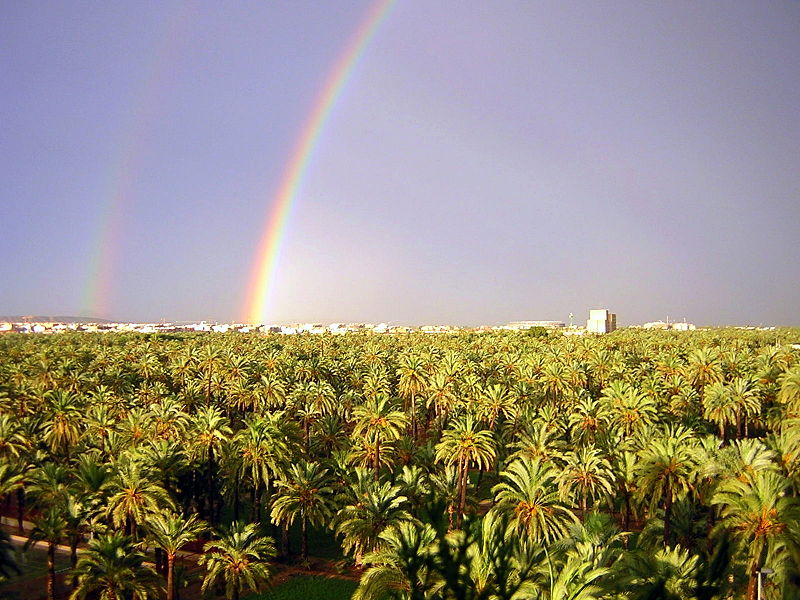 Archivo:Arcoiris en el Palmeral de Elche.jpg