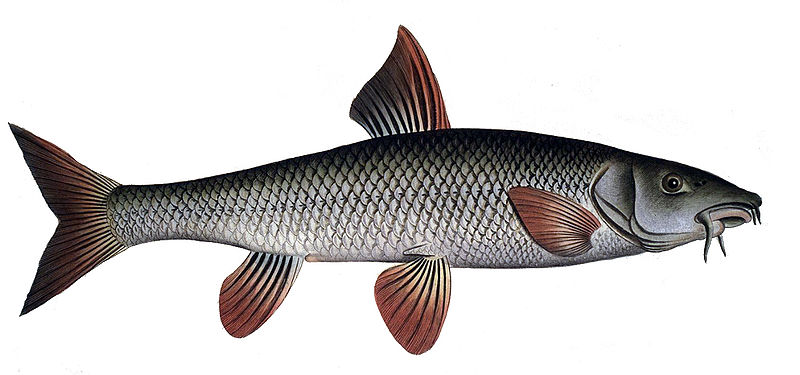 Archivo:Barbo.jpg