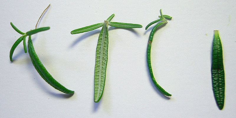 Archivo:Rosemary 'Irene' leaves.jpg