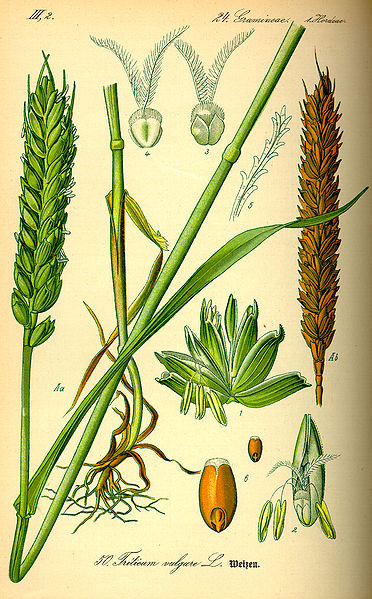 Archivo:Illustration Triticum aestivum1.jpg