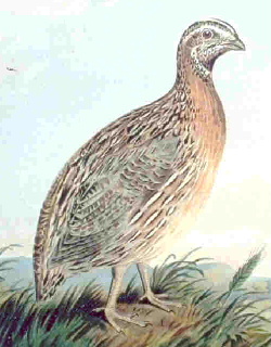 Archivo:Codorniz.jpg