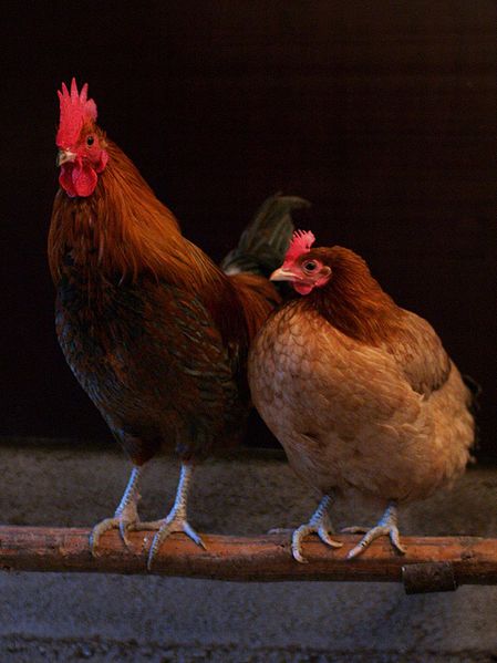 Archivo:Pollo corral.jpg