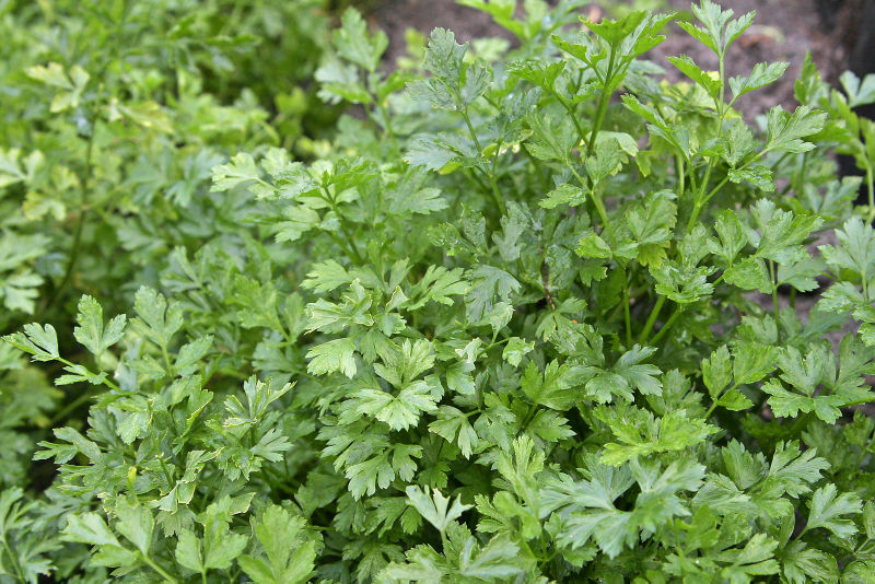 Archivo:Parsley bush.jpg