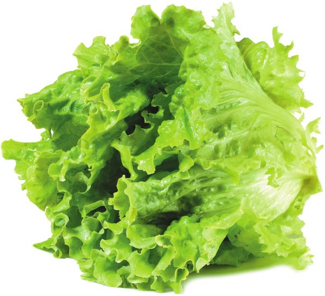 Archivo:Lechugas de Burgos.jpg