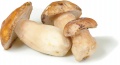 Boletus.jpg