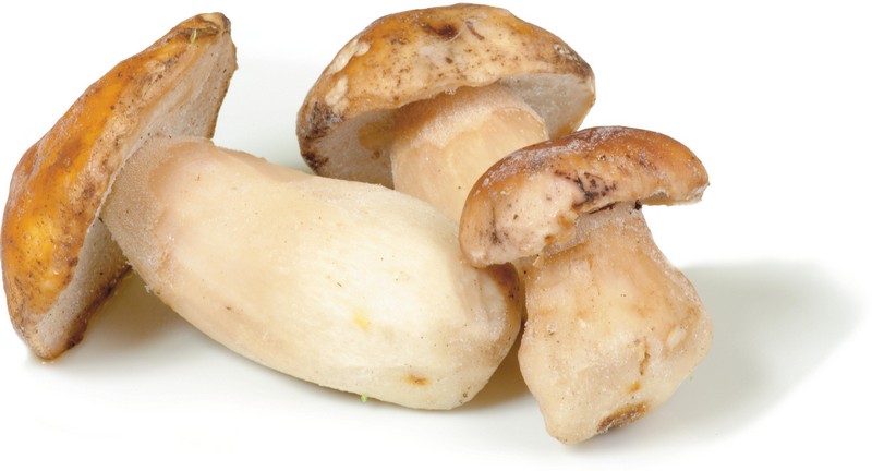 Archivo:Boletus.jpg